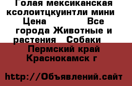 Голая мексиканская ксолоитцкуинтли мини › Цена ­ 20 000 - Все города Животные и растения » Собаки   . Пермский край,Краснокамск г.